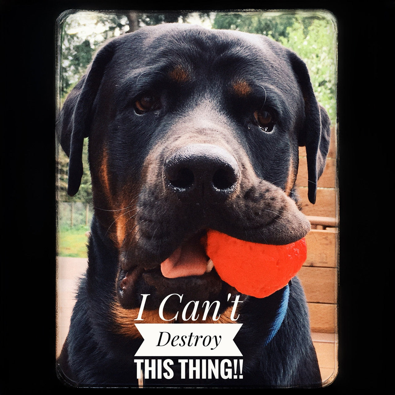 WUNDERball Natural Rubber Fetch Toy for Dogs