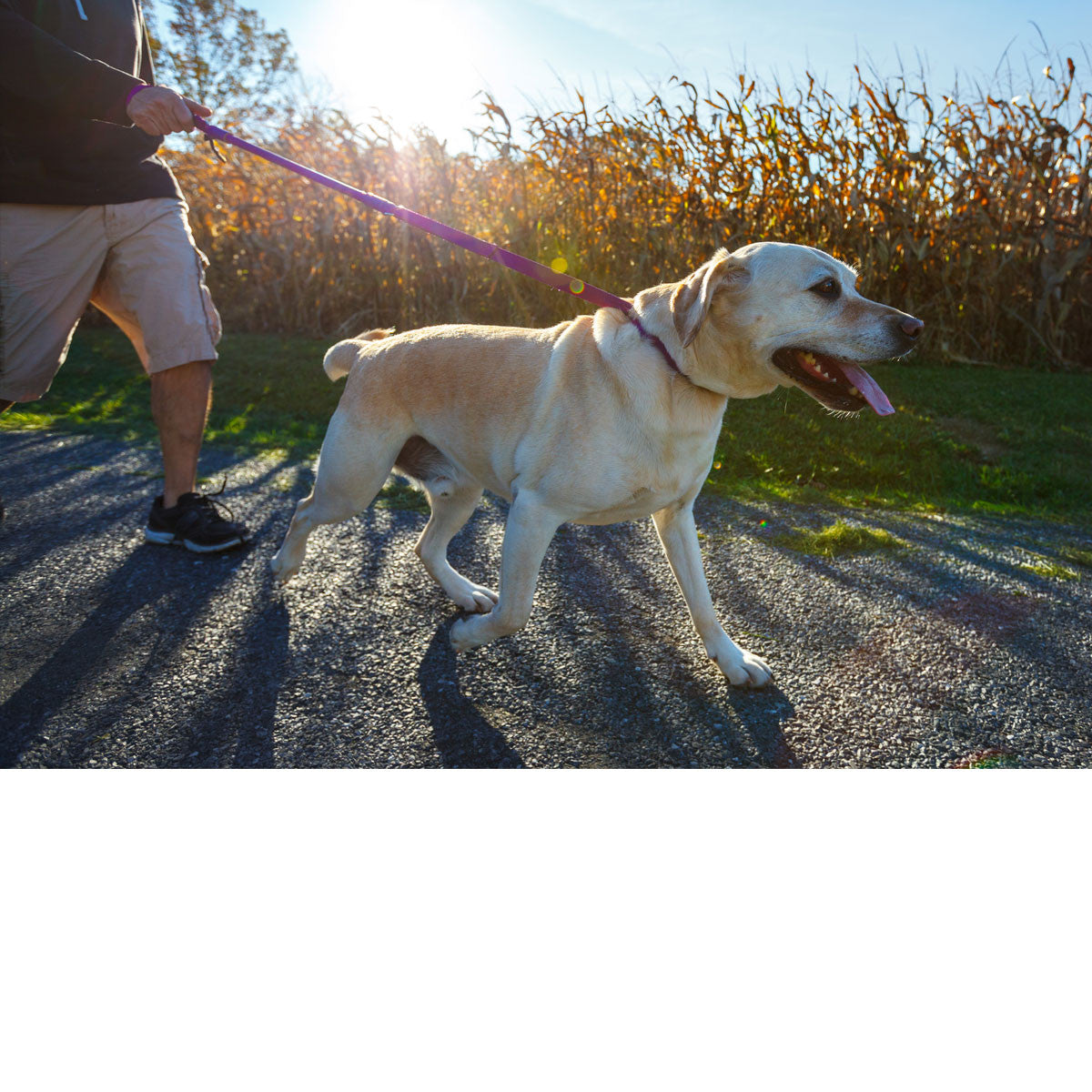 Urban Walk'r No-Pull Dog Leash (3 ft)