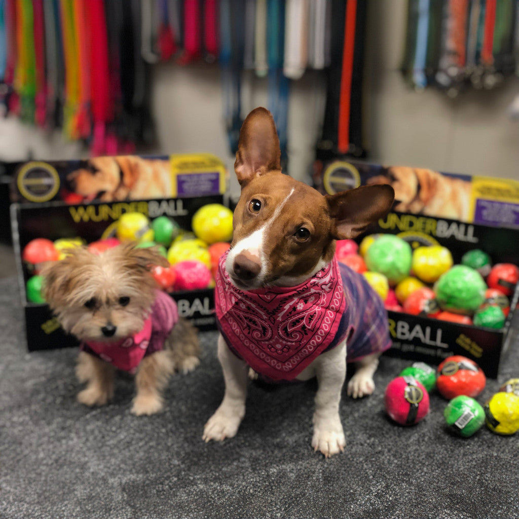 WUNDERball Natural Rubber Fetch Toy for Dogs